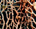 Pygmi Seahorse